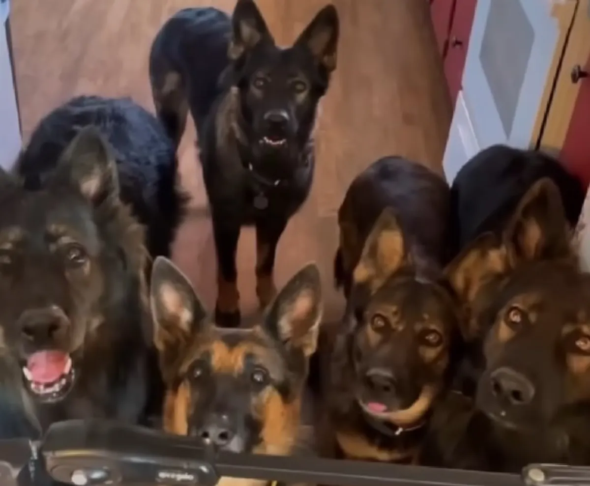 溫馨物語 七隻牧羊犬照顧嬰兒
